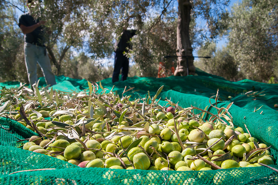 La qualità e la bontà dell’olio extra vergine di oliva prodotto in Puglia